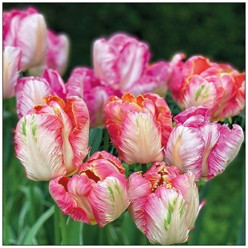 Parrot Tulips papírszalvéta 33x33cm, 20db-os