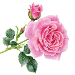   Rosedal fehér alapon rózsás papírszalvéta 33x33cm, 20db-os